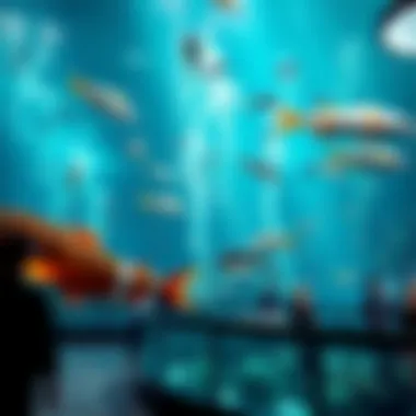 Underwater Wonders of Dubai Mall Aquarium An enchanting underwater aquarium within Dubai Mall teeming with marine life