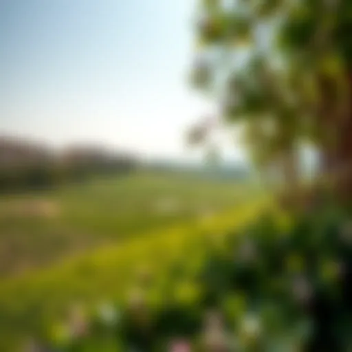 Serenity in Nature: The Lush Greenery of Damac Hills Lush green landscape of Damac Hills